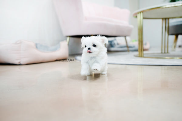 Teacup Maltese Male [Owen] - Lowell Teacup Puppies inc