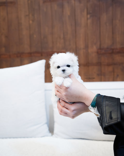 Teacup Maltese Male [Beryl]