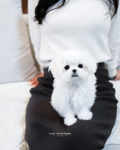 Teacup Maltese Male [John] - Lowell Teacup Puppies inc