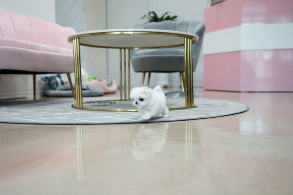Teacup Maltese Male [Owen] - Lowell Teacup Puppies inc