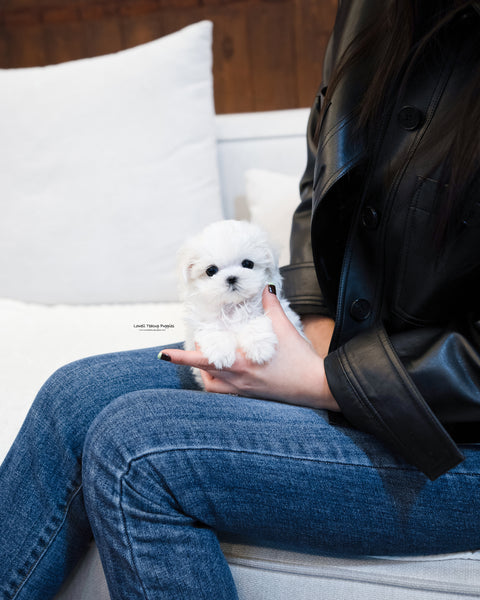 Teacup Maltese Male [Beryl]
