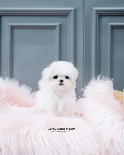 Teacup Maltese Female [Adela] - Lowell Teacup Puppies inc