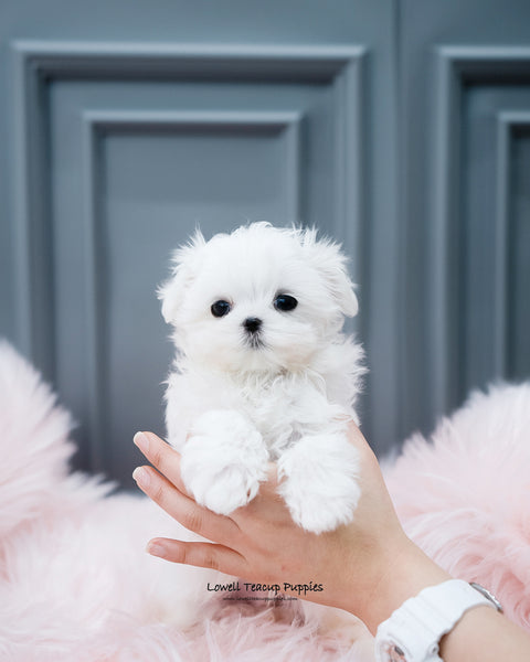 Teacup Maltese Male [Arlo] - Lowell Teacup Puppies inc