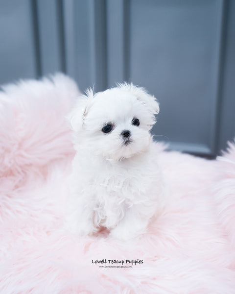 Teacup Maltese Male [Arlo] - Lowell Teacup Puppies inc