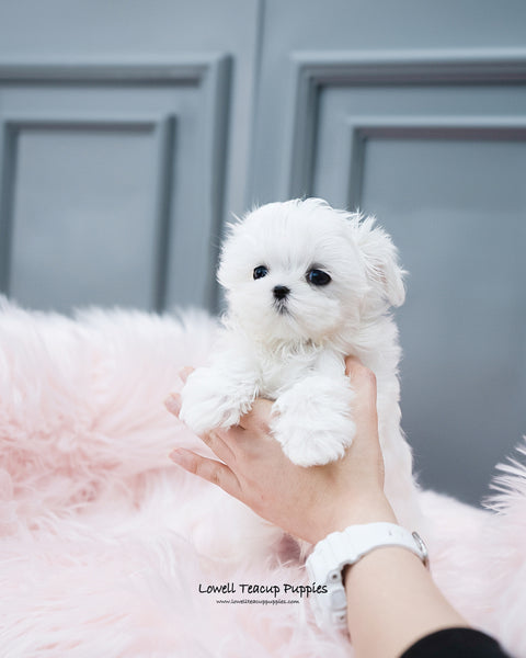 Teacup Maltese Male [Arlo] - Lowell Teacup Puppies inc