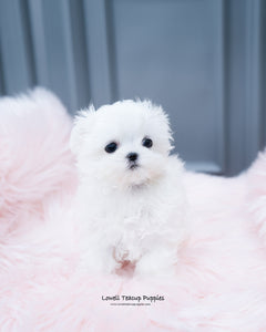 Teacup Maltese Male [Arlo] - Lowell Teacup Puppies inc