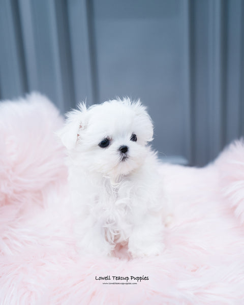 Teacup Maltese Male [Arlo] - Lowell Teacup Puppies inc