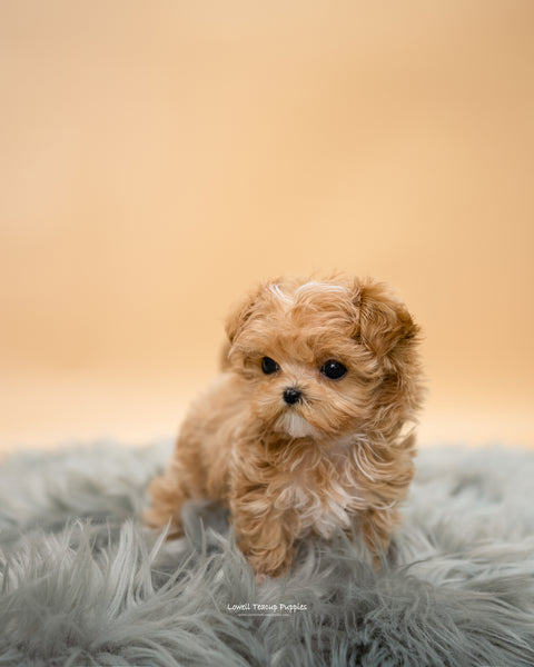 Teacup Maltipoo Male [Edwin] - Lowell Teacup Puppies inc