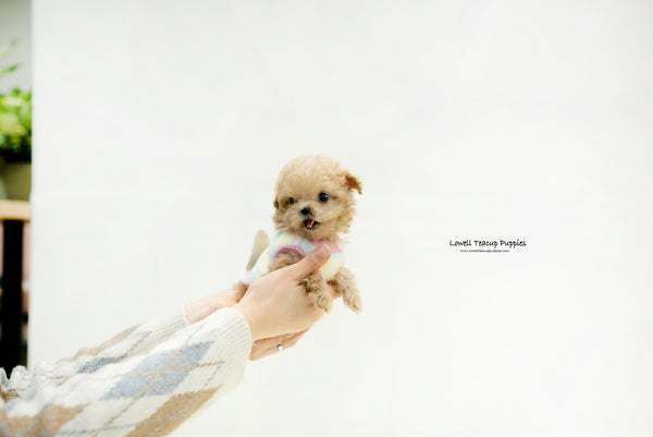 Laura Standridge / Teacup Maltipoo Male [Isaac] - Lowell Teacup Puppies inc