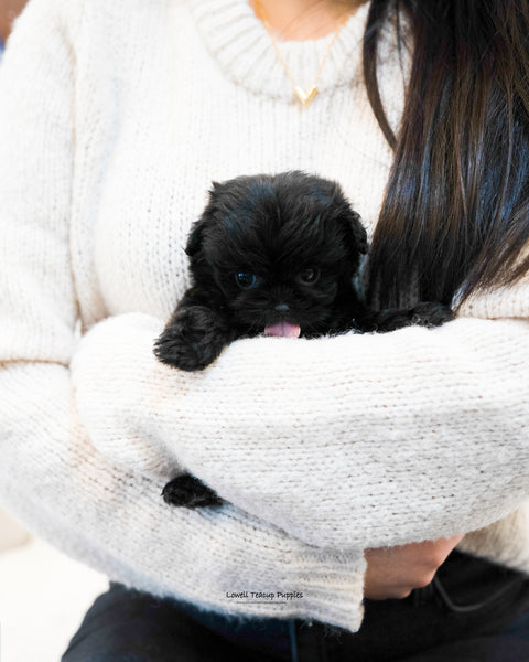 Teacup Maltipoo Male [Donald] - Lowell Teacup Puppies inc