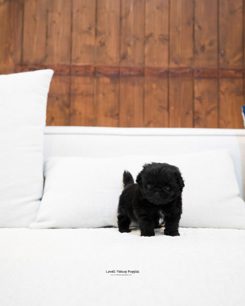 Teacup Maltipoo Male [Donald] - Lowell Teacup Puppies inc