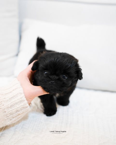Teacup Maltipoo Male [Donald] - Lowell Teacup Puppies inc