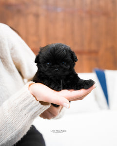 Teacup Maltipoo Male [Donald] - Lowell Teacup Puppies inc