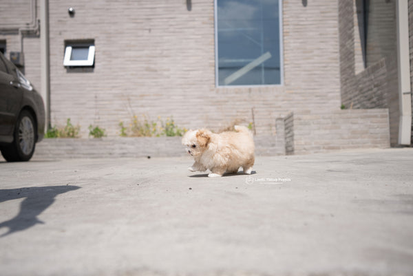 Teacup Maltipoo Female [Mia] - Lowell Teacup Puppies inc