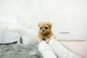 Teacup Maltipoo Male [Leo] - Lowell Teacup Puppies inc