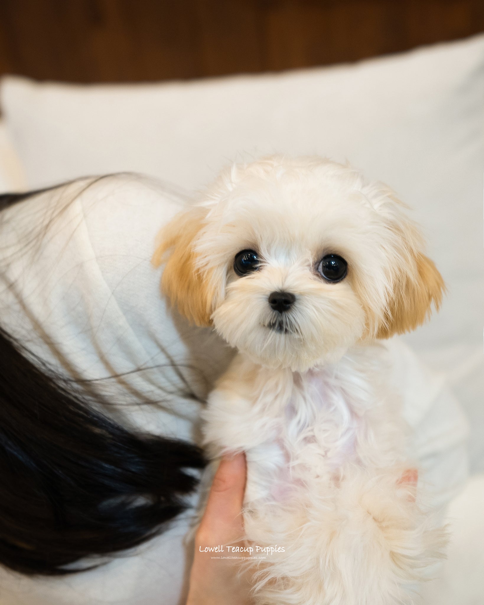 Teacup Maltipoo Female [Amanda] - Lowell Teacup Puppies inc