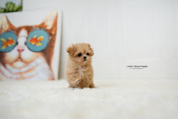 Teacup Maltipoo Female [Dorothy] - Lowell Teacup Puppies inc