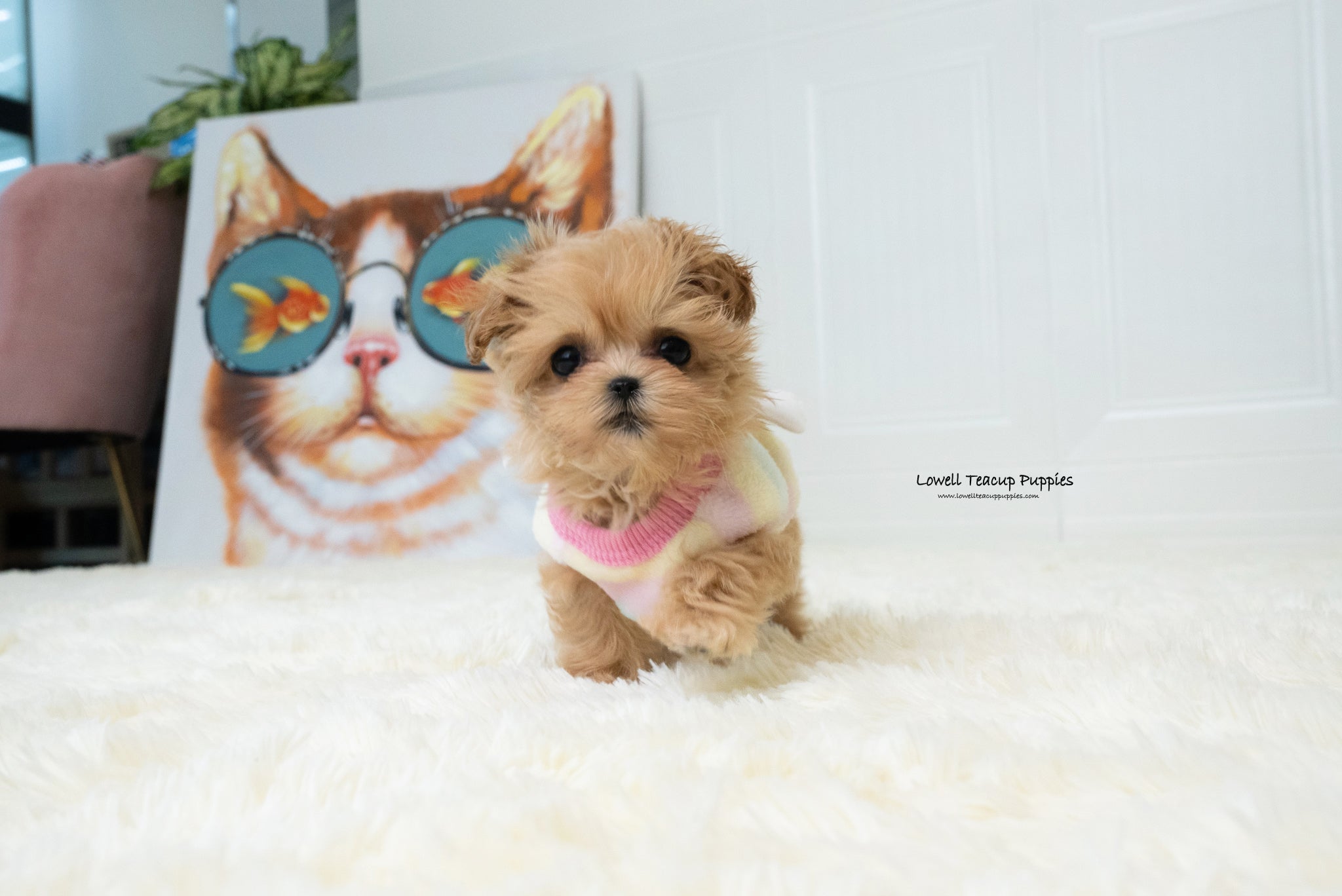 Teacup Maltipoo Female [Dorothy] - Lowell Teacup Puppies inc