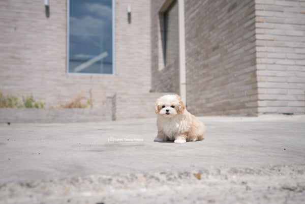 Teacup Maltipoo Female [Mia] - Lowell Teacup Puppies inc