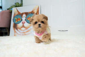 Teacup Maltipoo Female [Dorothy] - Lowell Teacup Puppies inc
