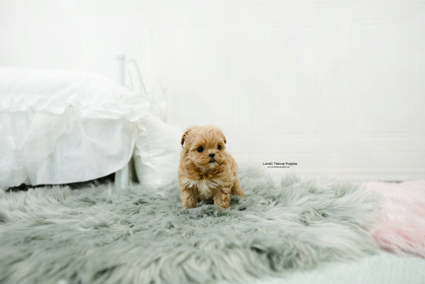 Teacup Maltipoo Male [Leo] - Lowell Teacup Puppies inc