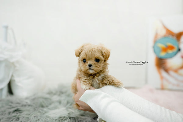 Teacup Maltipoo Male [Leo] - Lowell Teacup Puppies inc