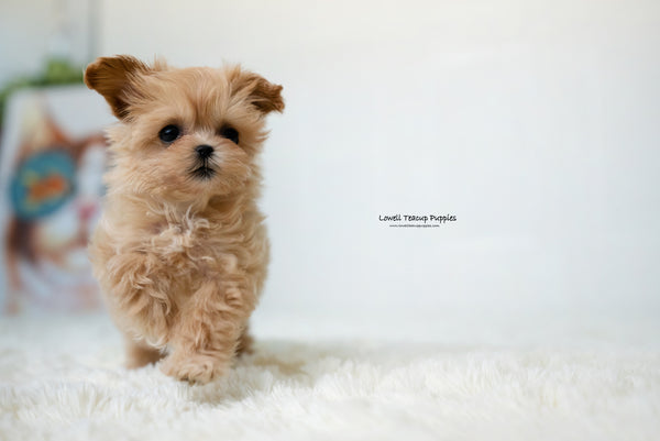 Teacup Maltipoo Female [Dorothy] - Lowell Teacup Puppies inc