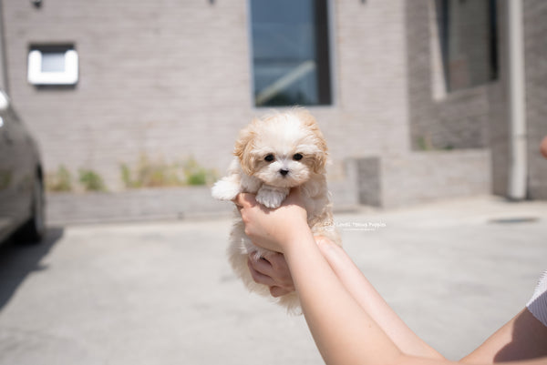 Teacup Maltipoo Female [Mia] - Lowell Teacup Puppies inc