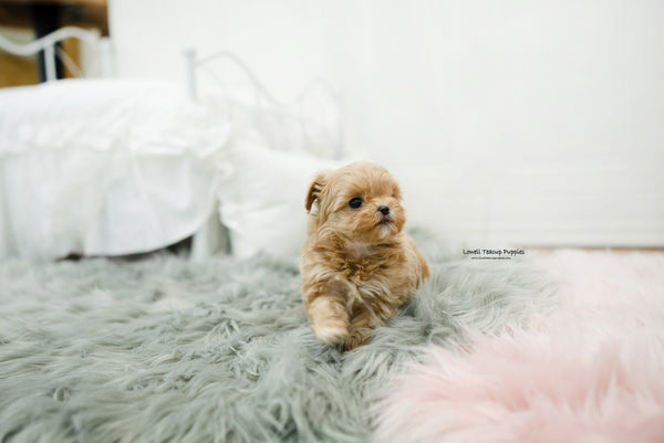 Teacup Maltipoo Male [Leo] - Lowell Teacup Puppies inc