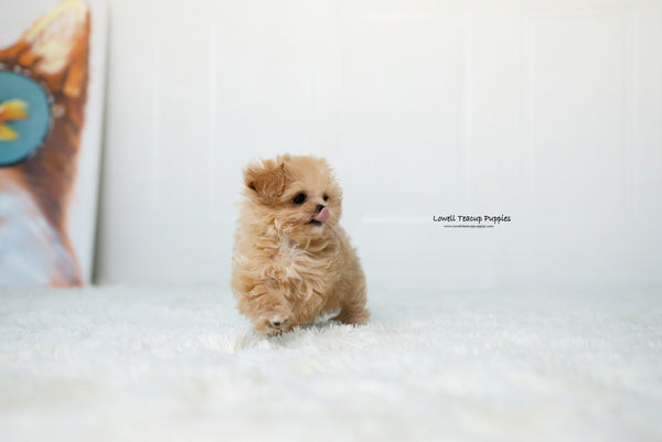 Teacup Maltipoo Female [Dorothy] - Lowell Teacup Puppies inc