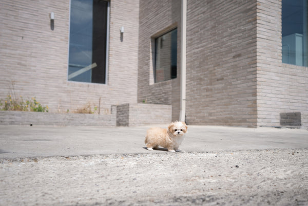 Teacup Maltipoo Female [Mia] - Lowell Teacup Puppies inc