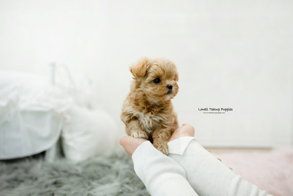Teacup Maltipoo Male [Leo] - Lowell Teacup Puppies inc