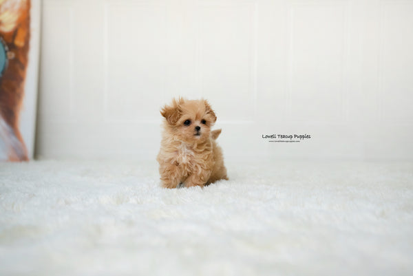 Teacup Maltipoo Female [Dorothy] - Lowell Teacup Puppies inc