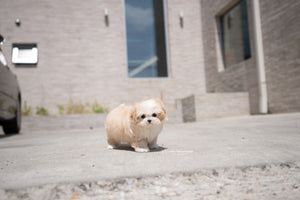 Teacup Maltipoo Female [Mia] - Lowell Teacup Puppies inc