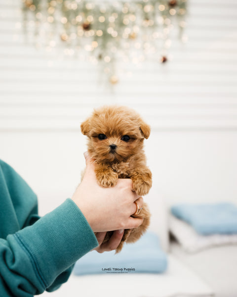 Teacup Maltipoo Male [Kai] - Lowell Teacup Puppies inc