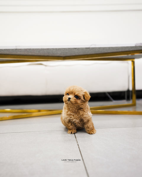 Teacup Maltipoo Male [Kai] - Lowell Teacup Puppies inc