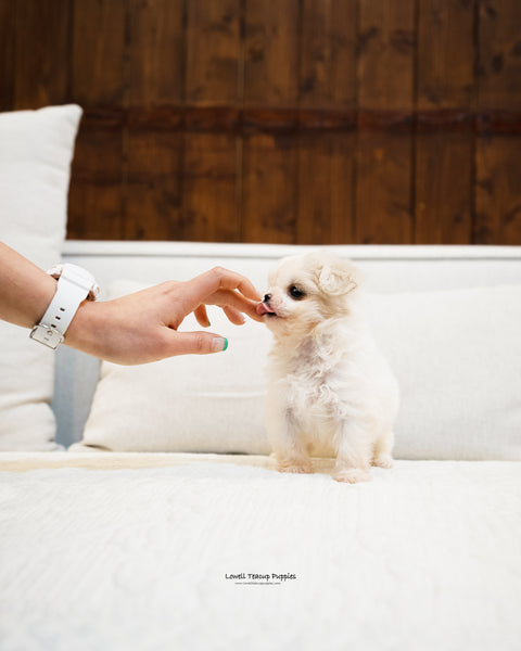 Teacup Maltipoo Male [Leo] - Lowell Teacup Puppies inc
