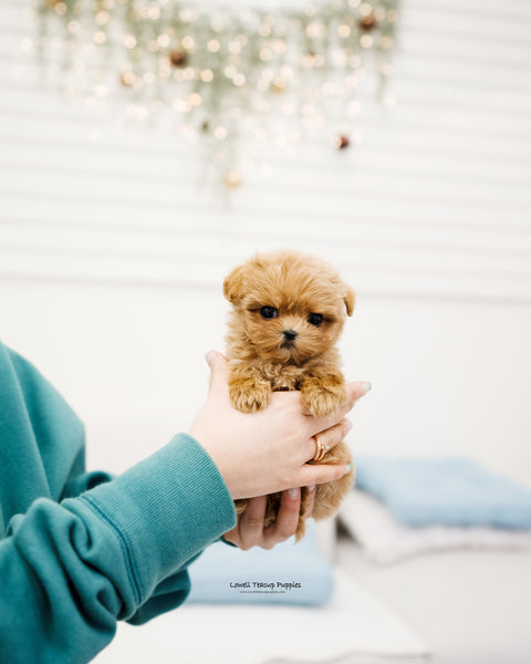 Teacup Maltipoo Male [Kai] - Lowell Teacup Puppies inc