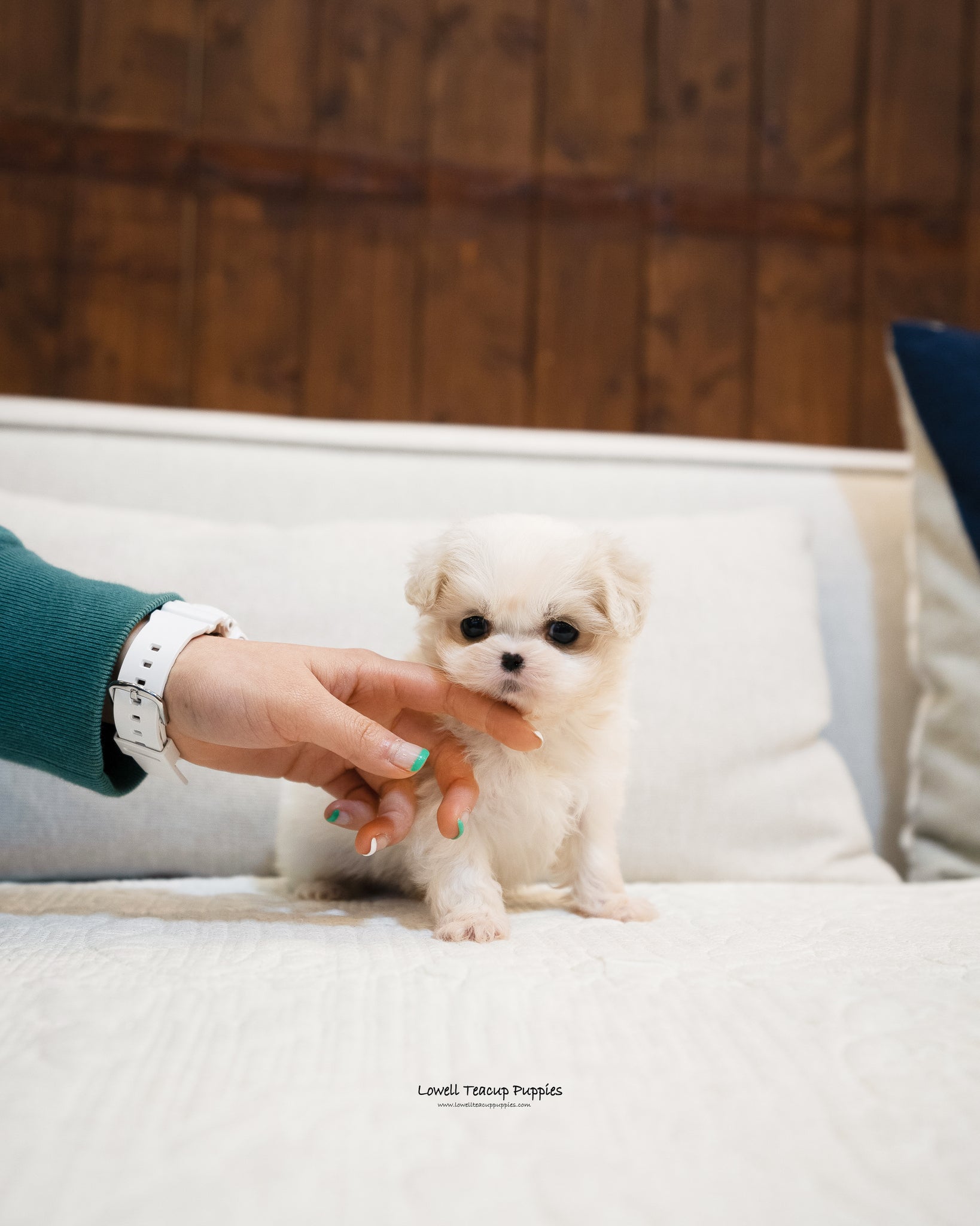 Teacup Maltipoo Male [Leo] - Lowell Teacup Puppies inc