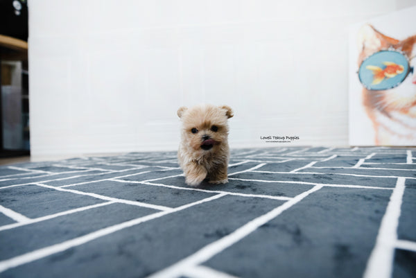 Teacup Maltipoo Male [Bruno] - Lowell Teacup Puppies inc