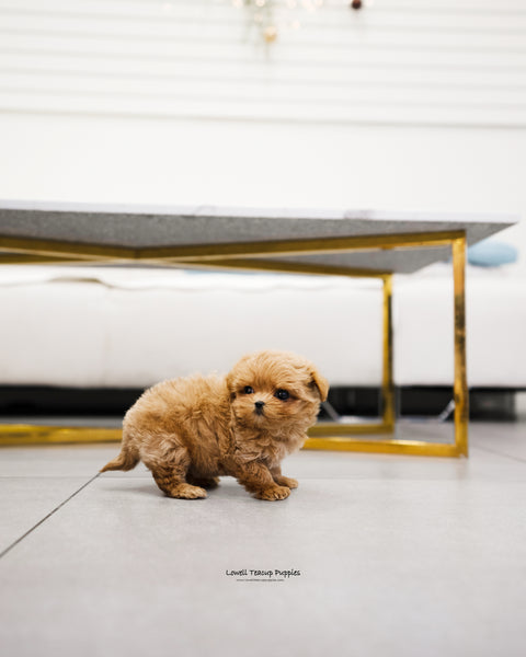 Teacup Maltipoo Male [Kai] - Lowell Teacup Puppies inc