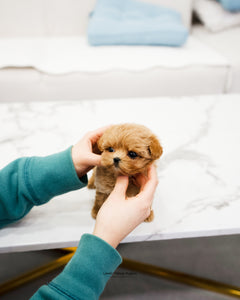 Teacup Maltipoo Male [Kai] - Lowell Teacup Puppies inc