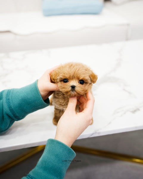Teacup Maltipoo Male [Kai] - Lowell Teacup Puppies inc