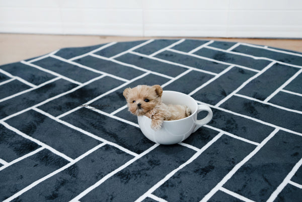 Teacup Maltipoo Male [Bruno] - Lowell Teacup Puppies inc