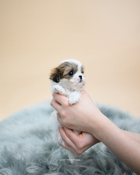 Teacup Maltipoo Female [Kayla] - Lowell Teacup Puppies inc