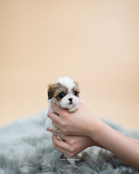 Teacup Maltipoo Female [Kayla] - Lowell Teacup Puppies inc