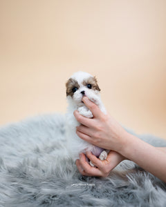 Teacup Maltipoo Female [Kayla] - Lowell Teacup Puppies inc