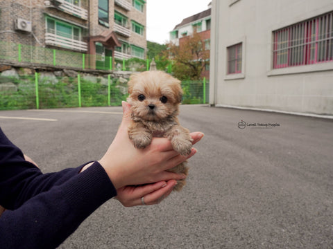 Teacup Morkie Female [Cheese] - Lowell Teacup Puppies inc