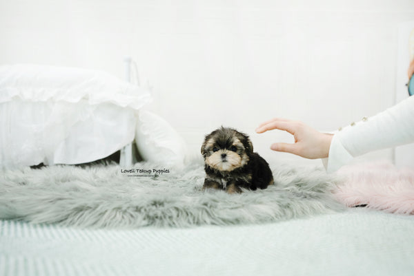 Teacup Morkie Male [Oliver] - Lowell Teacup Puppies inc