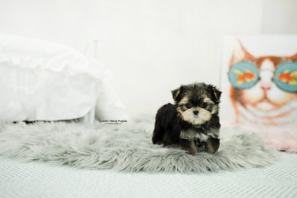 Teacup Morkie Male [Oliver] - Lowell Teacup Puppies inc